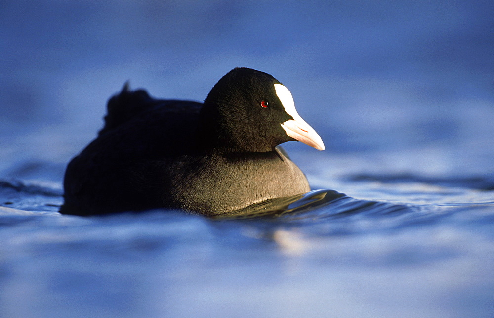 coot: fulica atra january, linlithgow,  lothian, scotland