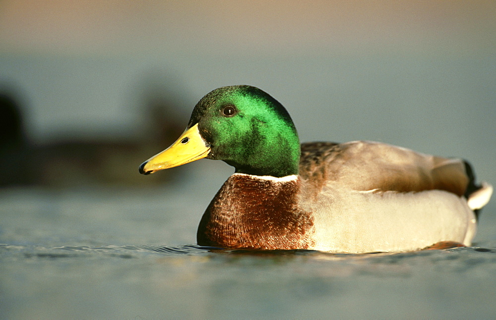 mallard: anas platyrhynchos, drake, linlithgow, scotland