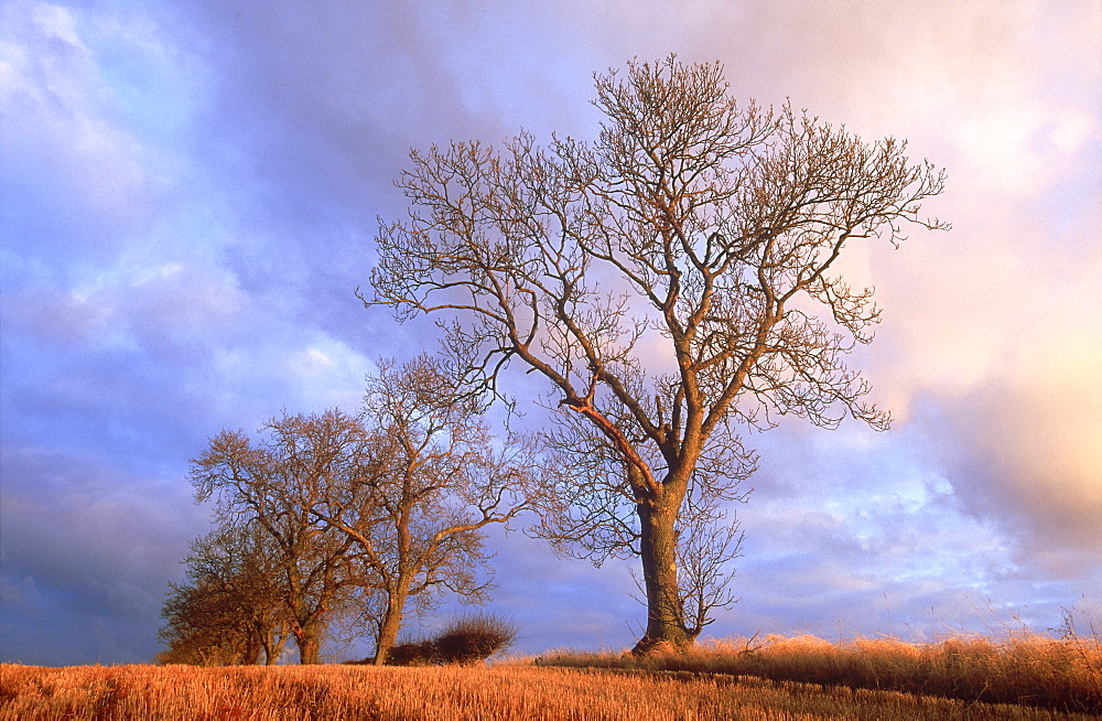 Ash, Fraxinus excelsior, trees in hedge line, Brechin, Angus, Scotland