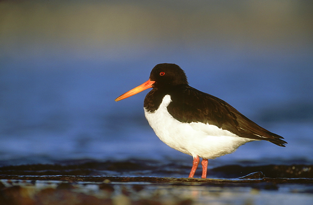 oystercatcher: haematopus ostralegus, at edge of tidal lagoon, montrose basin, angus, scotland