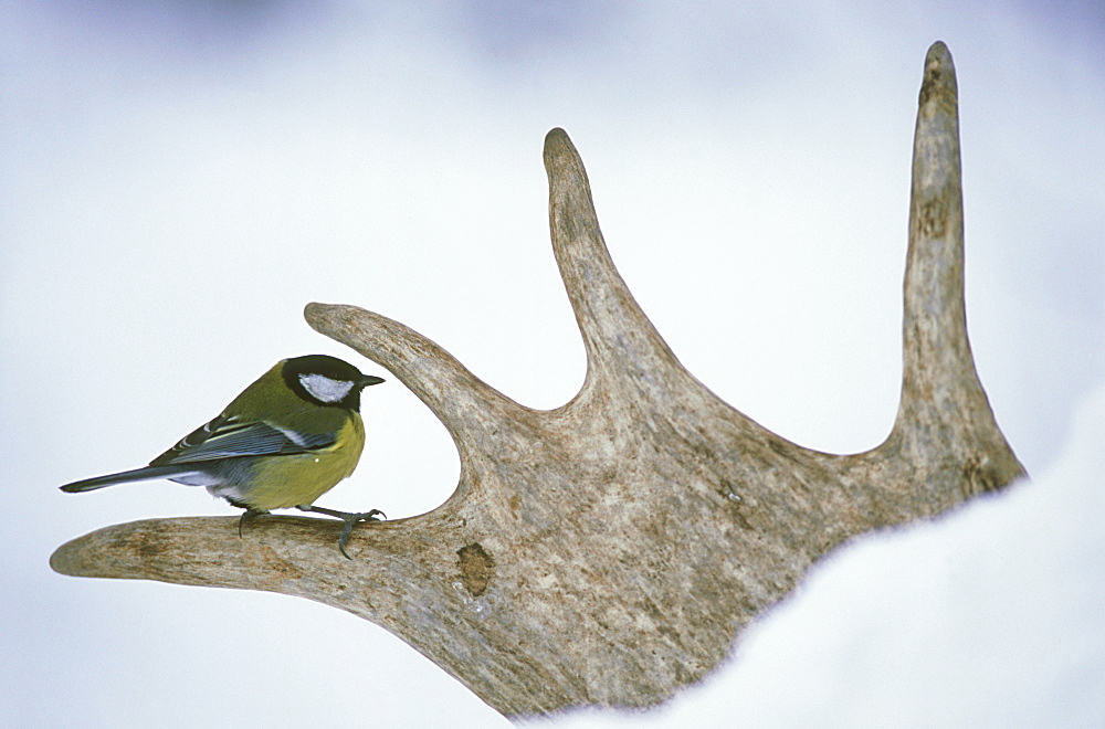 great tit: parus major on elk antler. jan alam pedja nr, e stonia