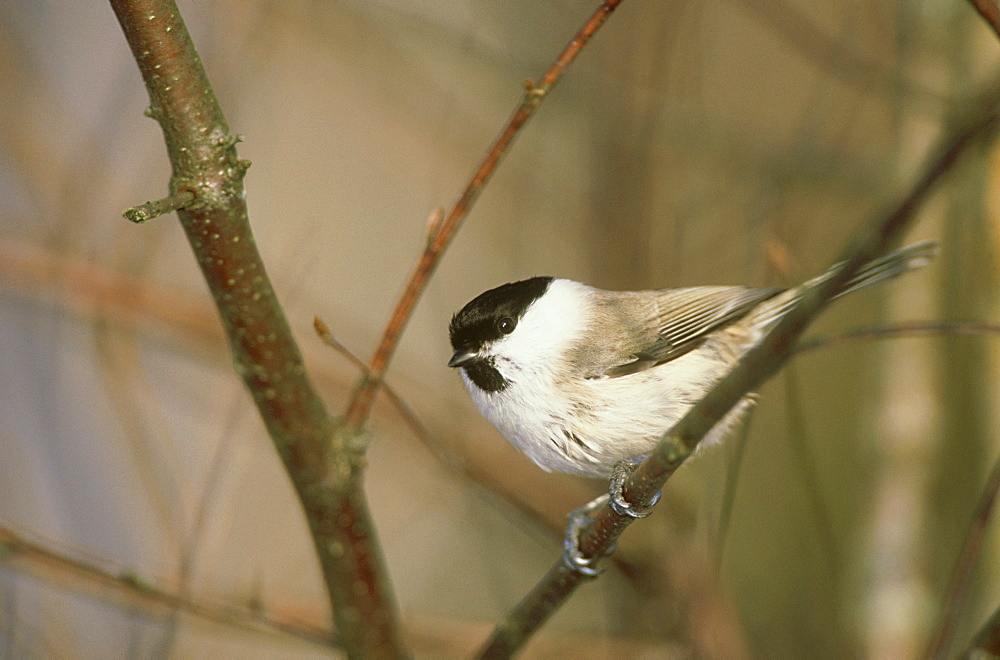 marsh tit: parus palustris in birch forest, alam pedja nr, estonia