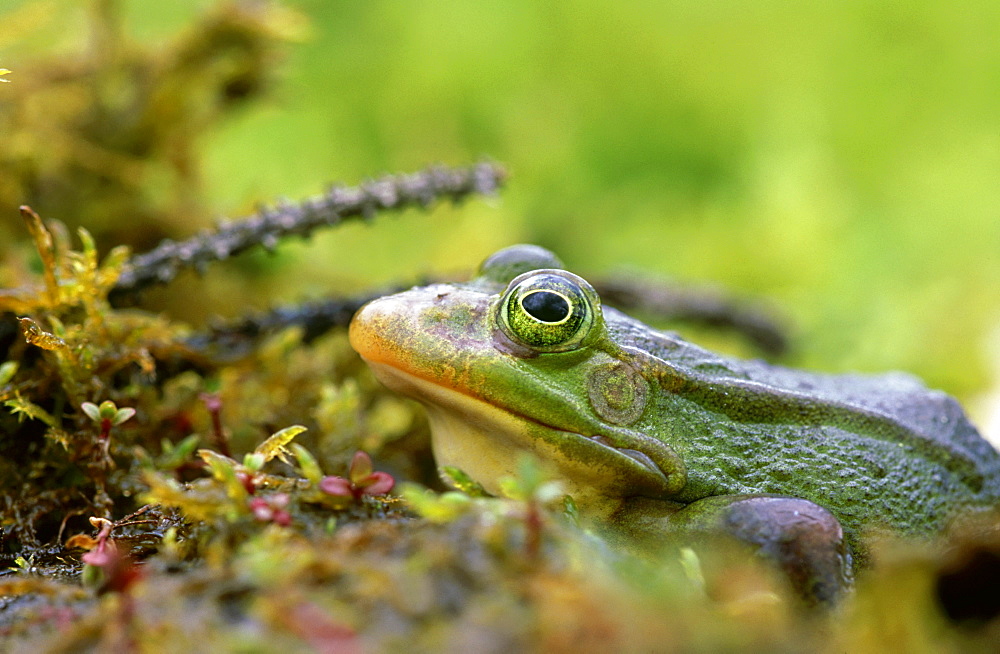 marsh frog: rana ridibunda in forest pond tartumaa, estonia