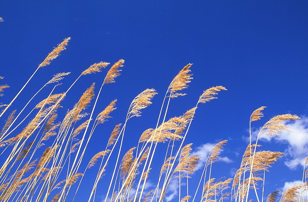 common reed, phragmites communis against spring sky, tartumaa, estonia