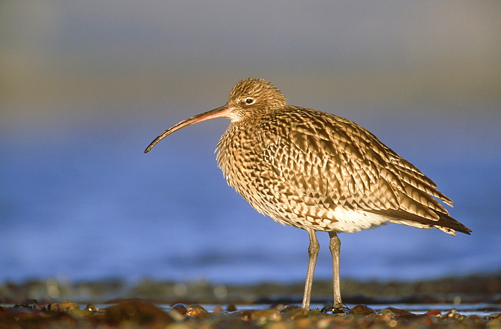 curlew: numenius arquata on shingle bar at high tide montr ose basin, angus,scot.