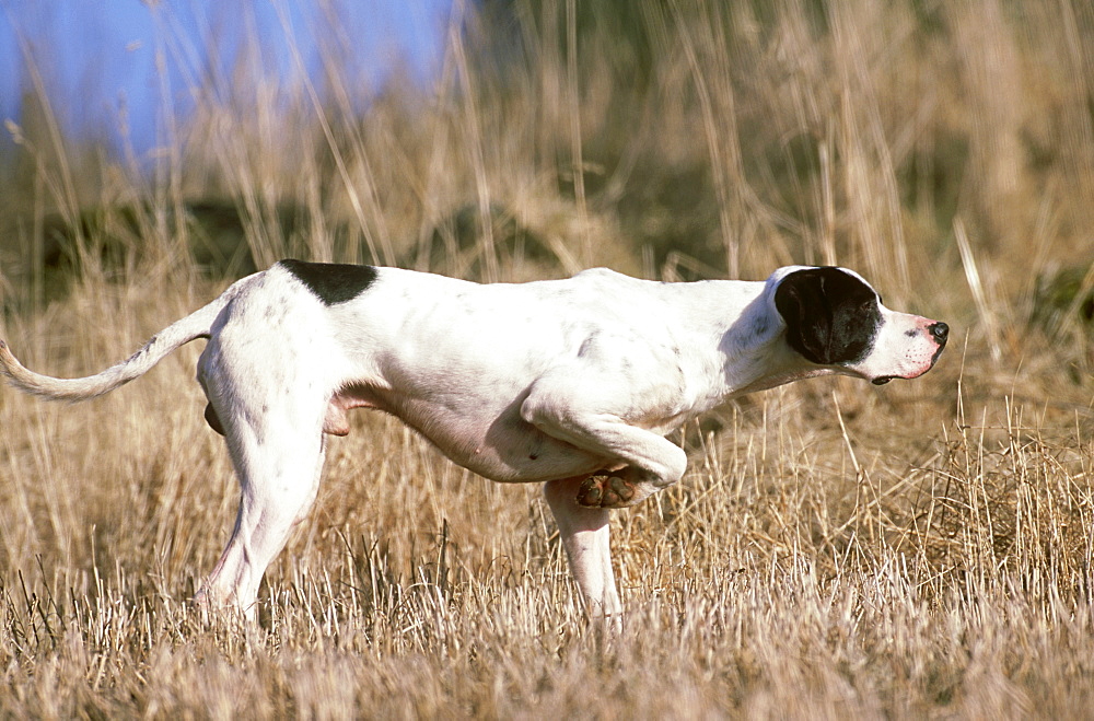 pointer dog: pointing, alert