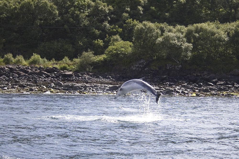 Common Bottlenose Dolphin (Tursiops truncatus truncatus). Hebrides, UK.