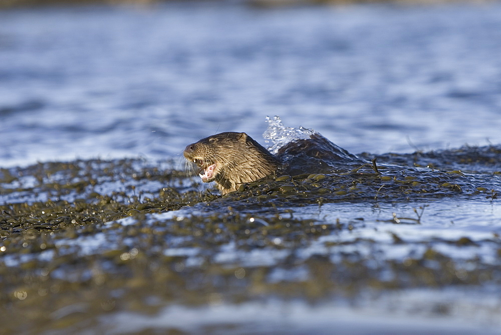 Eurasian river otter (Lutra lutra) eating fish.  Hebrides, Scotland