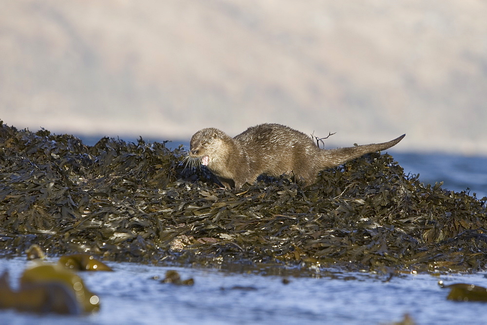 Eurasian river otter (Lutra lutra) sprainting on high point.  The spraint is a method of marking territory and high points are a favoured location, even those washed by tides.