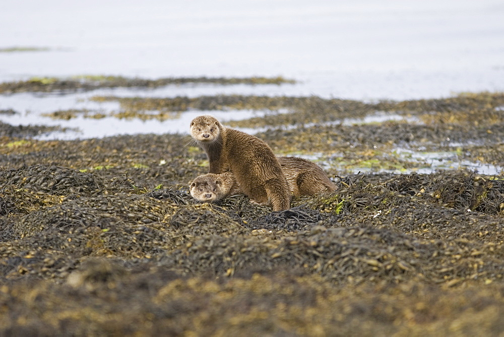 Eurasian river otters (Lutra lutra) resting.  Otters take regular breaks during their foraging activities, often choosing high points or islets just offshore in order to sleep, preen and play.  Hebrides, Scotland