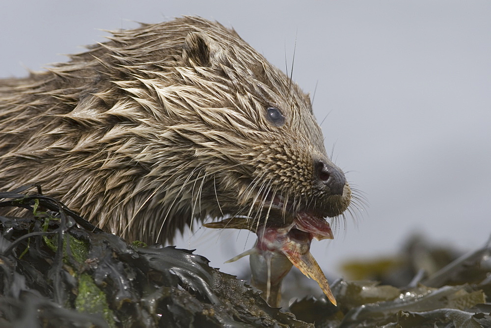 Eurasian river otter (Lutra lutra) eating fish.  Otters have adapted well to the marine environment but require sources of fresh water to drink and to clean fur.  Hebrides, Scotland