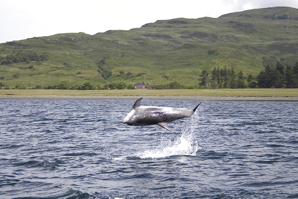 Common Bottlenose Dolphin (Tursiops truncatus truncatus). Hebrides, UK.