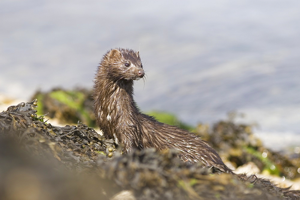 American mink (Mustela vison). Non-native species in the UK considered a threat to ground-nesting birds and water voles in particular. Widespread as a result of escapes from fur farms since the 1950s. Hebrides, Scotland