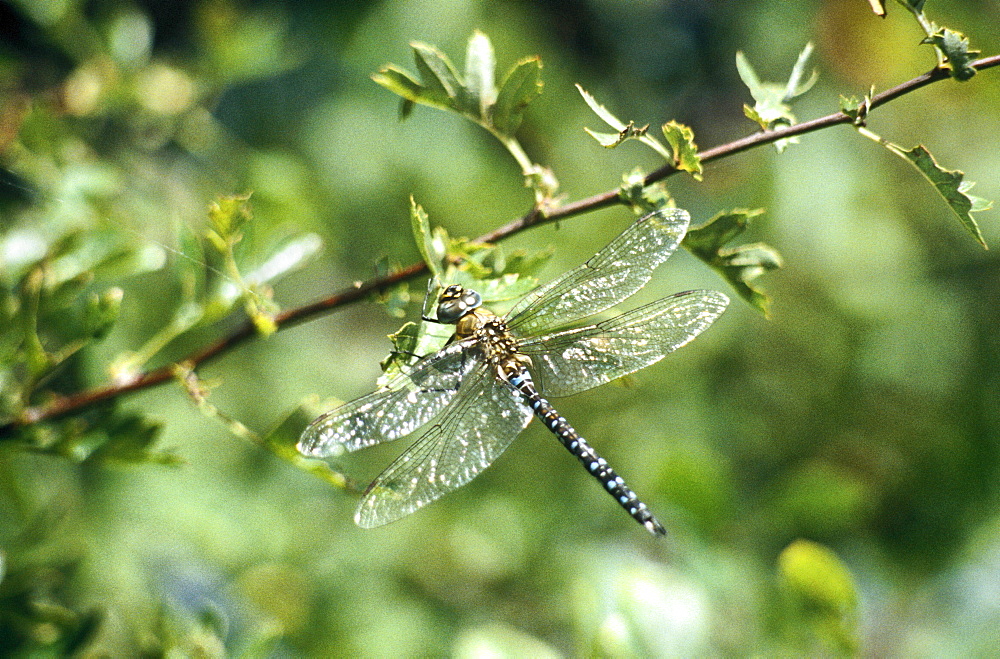 Common hawker dragonfly (Aeshna juncea).  Staffordshire, England   (RR)