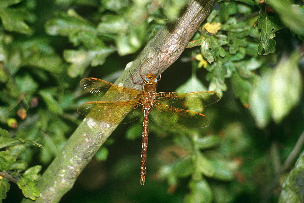 Brown hawker dragonfly (Aeshna grandis).  Staffordshire, England