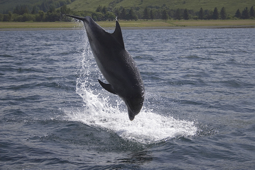 Common Bottlenose Dolphin (Tursiops truncatus truncatus). Hebrides, UK.