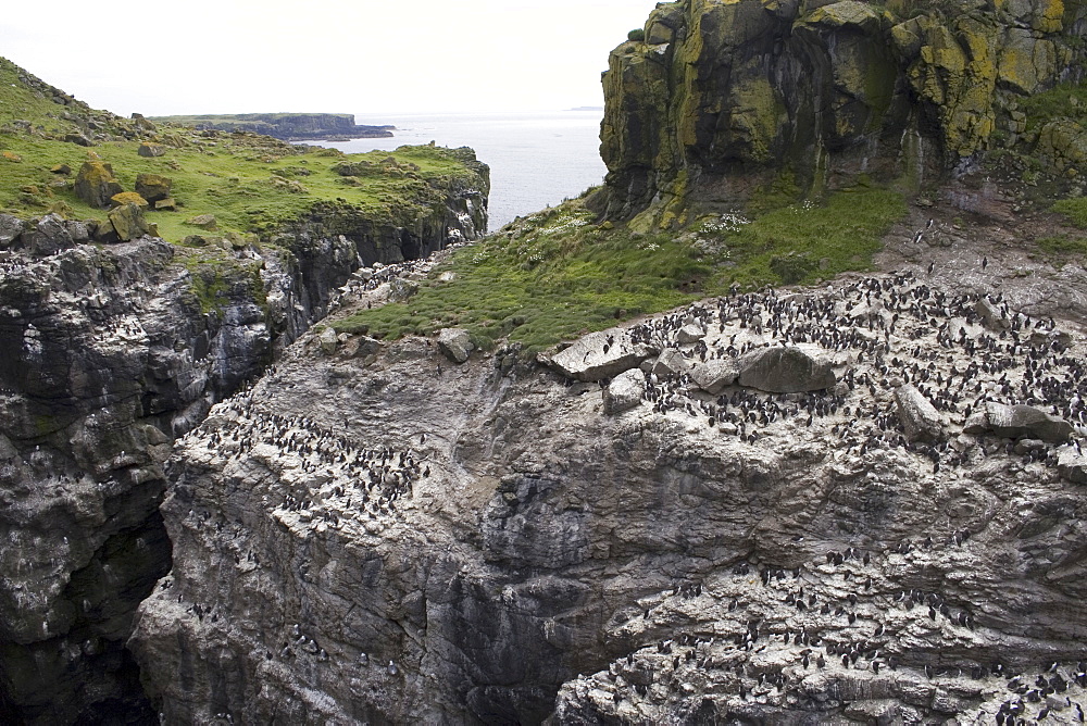 Guillemot (Uria aalge) and razorbill (Alca torda) colonies on Harp Rock, Lunga.  Hebrides, Scotland