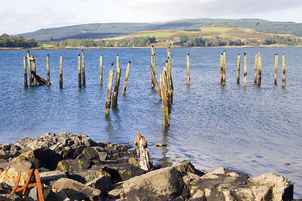 Shag (Phalacrocorax aristotelis) on old pier.  Shags use the old pier at Salen. Isle of Mull, throughout the year from which to forage in the Sound of Mull.  Hebrides, Scotland