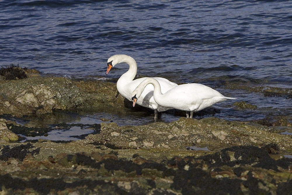 Mute swan (Cygnus olor) at sea.  Most people might associate swans with a freshwater environment but they can also be seen in a marine setting.  Hebrides, Scotland