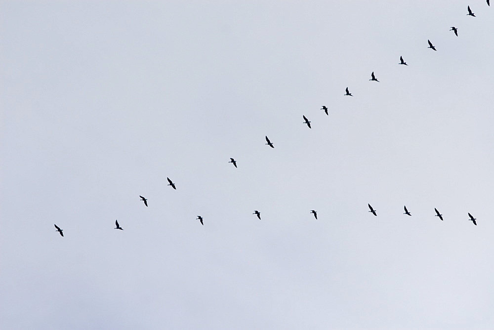 Skein of geese.  The classic 'V' shape of a skein of migrating geese.  Hebrides, Scotland