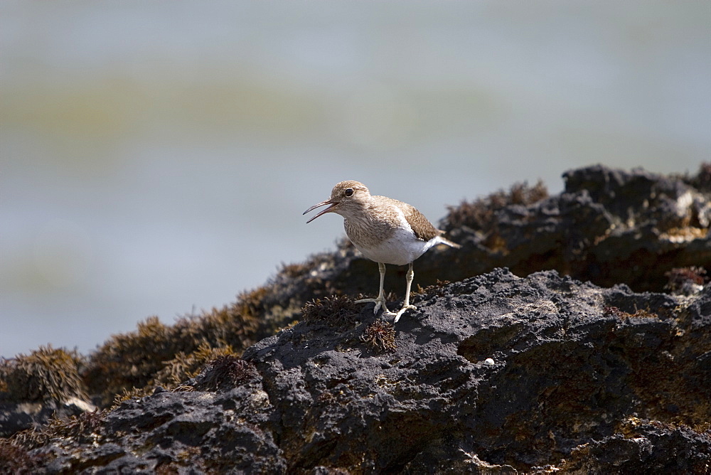 Common Sandpiper (Actitis hypoleucos) on rocky marine foreshore.  Hebrides, Scotland.