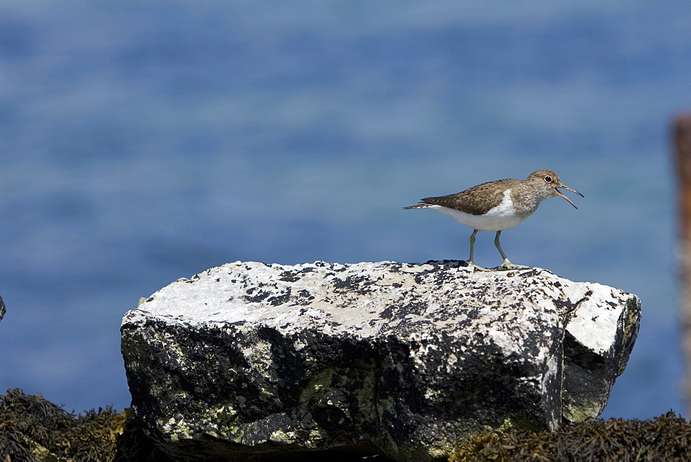 Common Sandpiper (Actitis hypoleucos) on rocky marine foreshore.  Hebrides, Scotland.