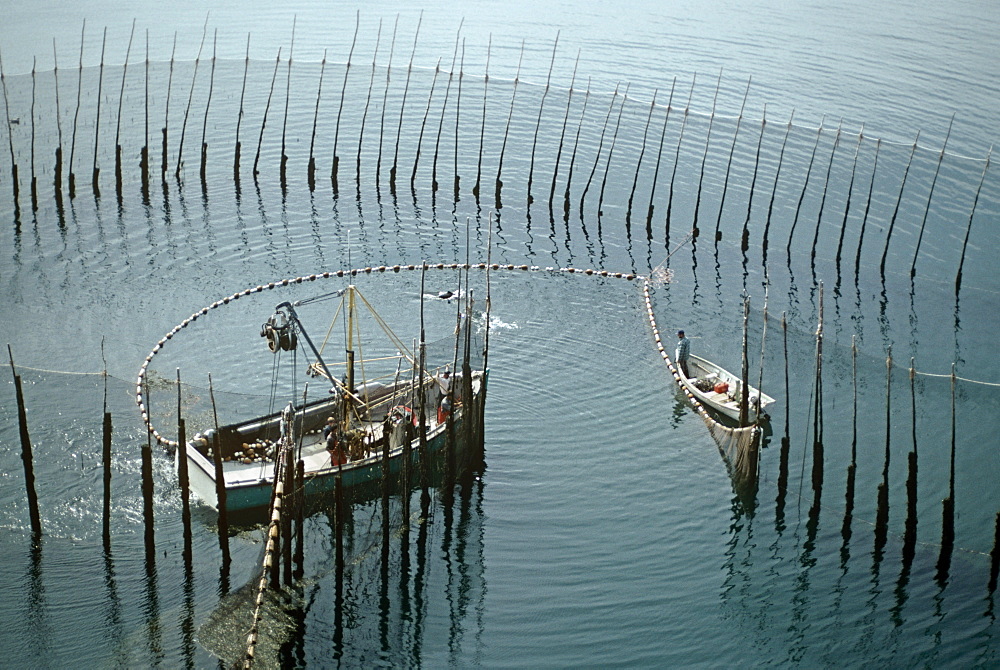 Harbour porpoise (Phocoena phocoena) caught in herring weir (fish trap).  Porpoises trapped in herring weirs often die as a result of efforts to remove them (by 'seining' the weir as shown here) but latterly cooperation between fishermen and researchers has improved the situation.  Five porpoises were trapped in this weir and none were thought to have survived this operation.  Grand Manan, Bay of Fundy, Canada   