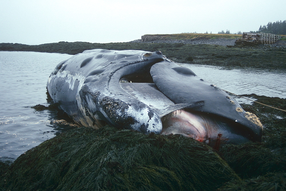 Northern right whale (Eubalaena glacialis). Identified as 'Delilah', this right whale washed up dead in 1992, probably another shipstrike victim. Grand Manan, Bay of Fundy, Canada