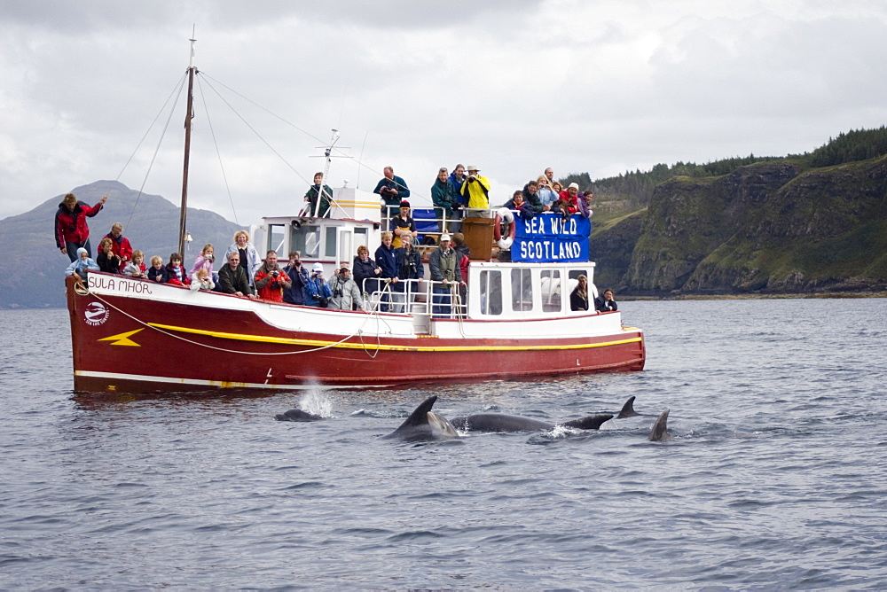 Marine wildlife-watching boat.  Encounter with bottlenose dolphins (Tursiops truncatus).  Hebrides, Scotland