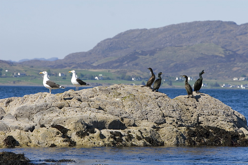 Great black-backed gull (Larus marinus) and shag (Phalacrocorax aristotelis) sharing a rock.  Hebrides, Scotland.