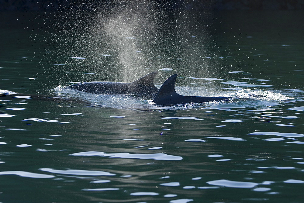 Bottlenose dolphins (Tursiops truncatus) in Tobermory Bay - home of Balamory TV show. This group of dolphins are resident in the Hebrides but are hard to find and not well understood. They rarely come into the this harbour but photographer Nic Davies was ready with his camera and kayak to get these great, low angle shots.