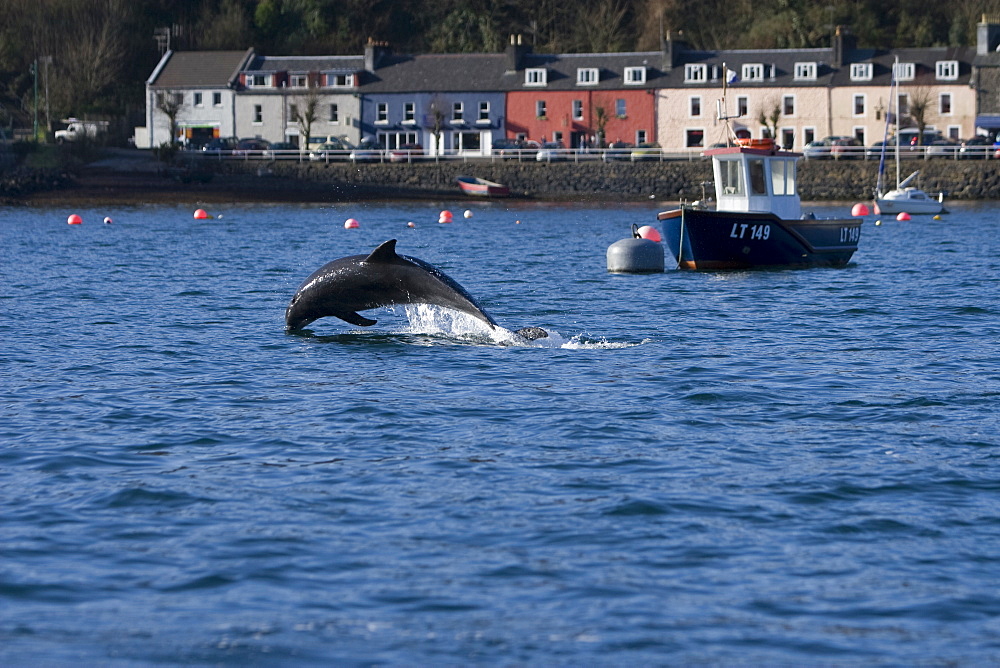 Bottlenose dolphins (Tursiops truncatus) in Tobermory Bay - home of Balamory TV show. This group of dolphins are resident in the Hebrides but are hard to find and not well understood. They rarely come into the this harbour but photographer Nic Davies was ready with his camera and kayak to get these great, low angle shots.