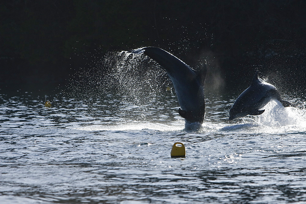 Bottlenose dolphins (Tursiops truncatus) in Tobermory Bay - home of Balamory TV show. This group of dolphins are resident in the Hebrides but are hard to find and not well understood. They rarely come into the this harbour but photographer Nic Davies was ready with his camera and kayak to get these great, low angle shots.