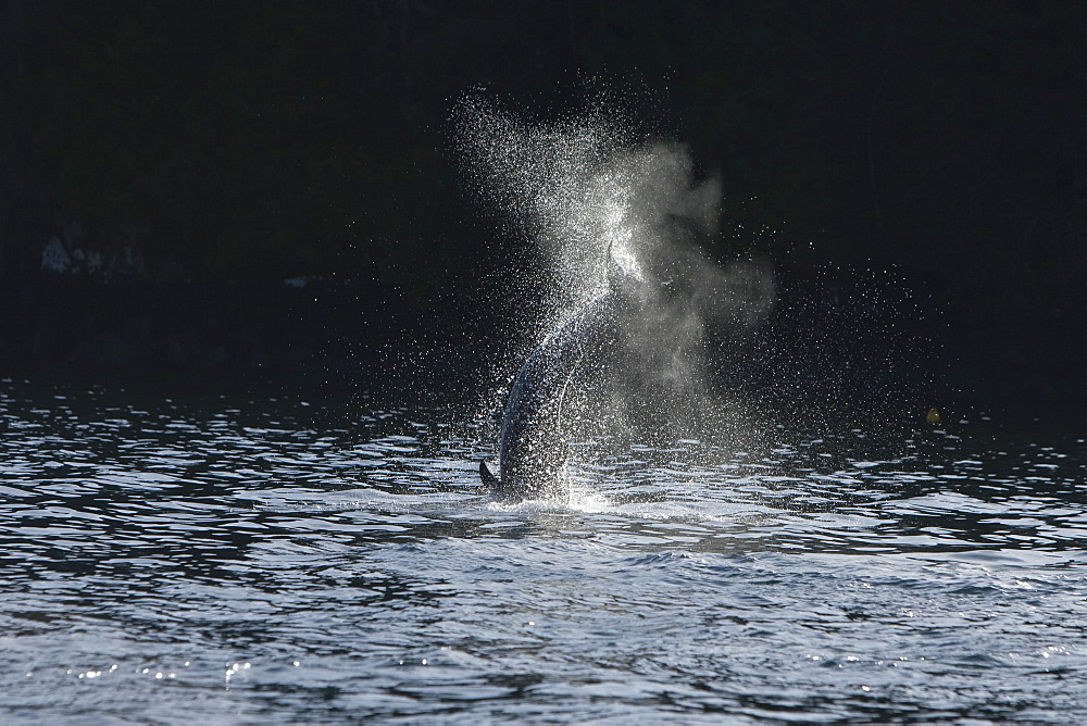 Bottlenose dolphins (Tursiops truncatus) in Tobermory Bay - home of Balamory TV show. This group of dolphins are resident in the Hebrides but are hard to find and not well understood. They rarely come into the this harbour but photographer Nic Davies was ready with his camera and kayak to get these great, low angle shots.