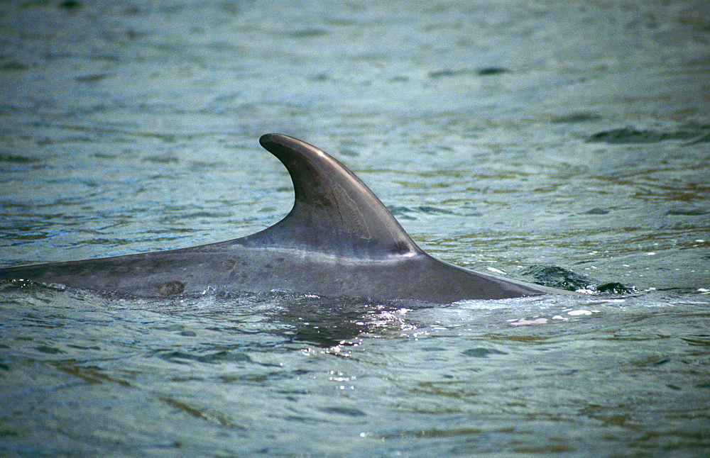 Minke whale (Balaenoptera acutorostrata). Damage to dorsal fins is often used for photo-identification purposes but even simply the shape of a 'clean' fin such as this may be identifiable.  Hebrides, Scotland  