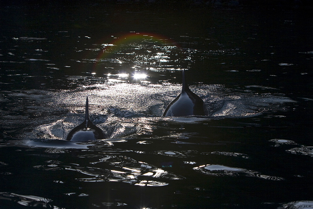 Bottlenose dolphins (Tursiops truncatus) in Tobermory Bay - home of Balamory TV show. This group of dolphins are resident in the Hebrides but are hard to find and not well understood. They rarely come into the this harbour but photographer Nic Davies was ready with his camera and kayak to get these great, low angle shots.