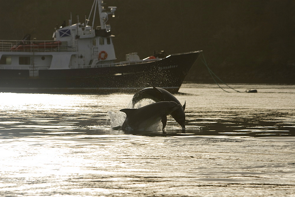 Bottlenose dolphins (Tursiops truncatus) in Tobermory Bay - home of Balamory TV show. This group of dolphins are resident in the Hebrides but are hard to find and not well understood. They rarely come into the this harbour but photographer Nic Davies was ready with his camera and kayak to get these great, low angle shots.