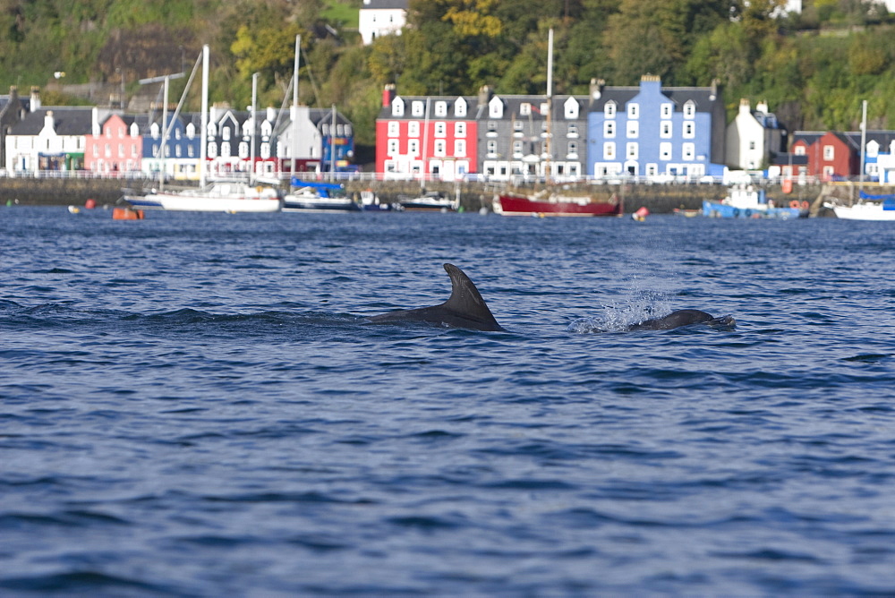 Bottlenose dolphins (Tursiops truncatus) in Tobermory Bay - home of Balamory TV show. This group of dolphins are resident in the Hebrides but are hard to find and not well understood. They rarely come into the this harbour but photographer Nic Davies was ready with his camera and kayak to get these great, low angle shots.