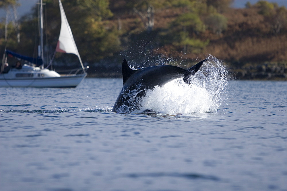 Bottlenose dolphins (Tursiops truncatus) in Tobermory Bay - home of Balamory TV show. This group of dolphins are resident in the Hebrides but are hard to find and not well understood. They rarely come into the this harbour but photographer Nic Davies was ready with his camera and kayak to get these great, low angle shots.