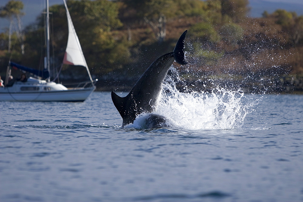 Bottlenose dolphins (Tursiops truncatus) in Tobermory Bay - home of Balamory TV show. This group of dolphins are resident in the Hebrides but are hard to find and not well understood. They rarely come into the this harbour but photographer Nic Davies was ready with his camera and kayak to get these great, low angle shots.