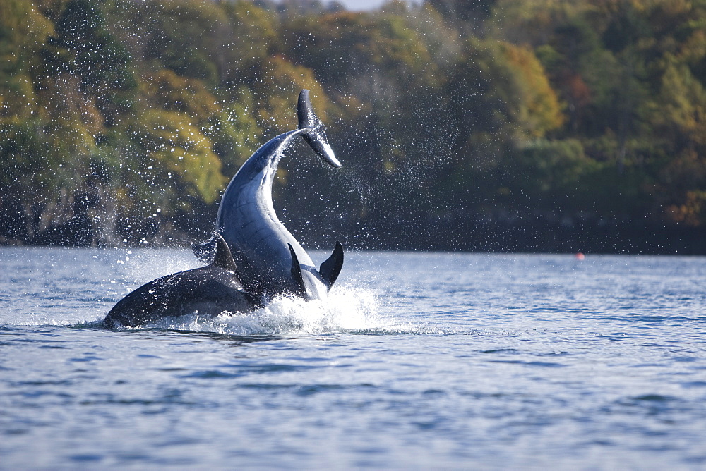 Bottlenose dolphins (Tursiops truncatus) in Tobermory Bay - home of Balamory TV show. This group of dolphins are resident in the Hebrides but are hard to find and not well understood. They rarely come into the this harbour but photographer Nic Davies was ready with his camera and kayak to get these great, low angle shots.