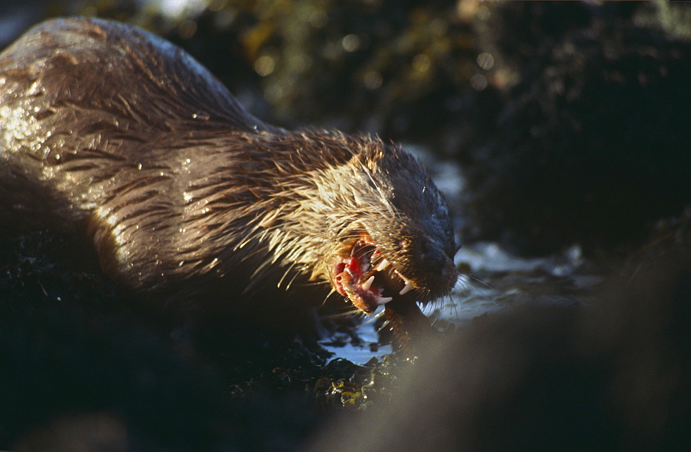 Eurasian river otter (Lutra lutra).  Hebrides, Scotland