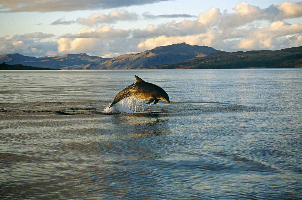 Bottlenose dolphin (Tursiops truncatus). Hebrides, Scotland