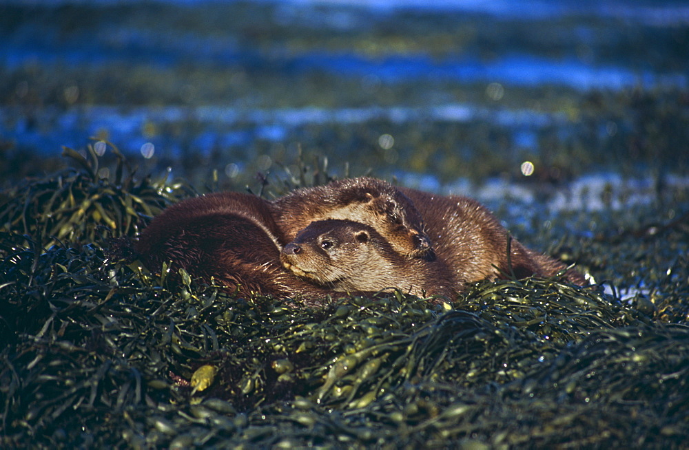 Eurasian river otter (Lutra lutra).  Hebrides, Scotland