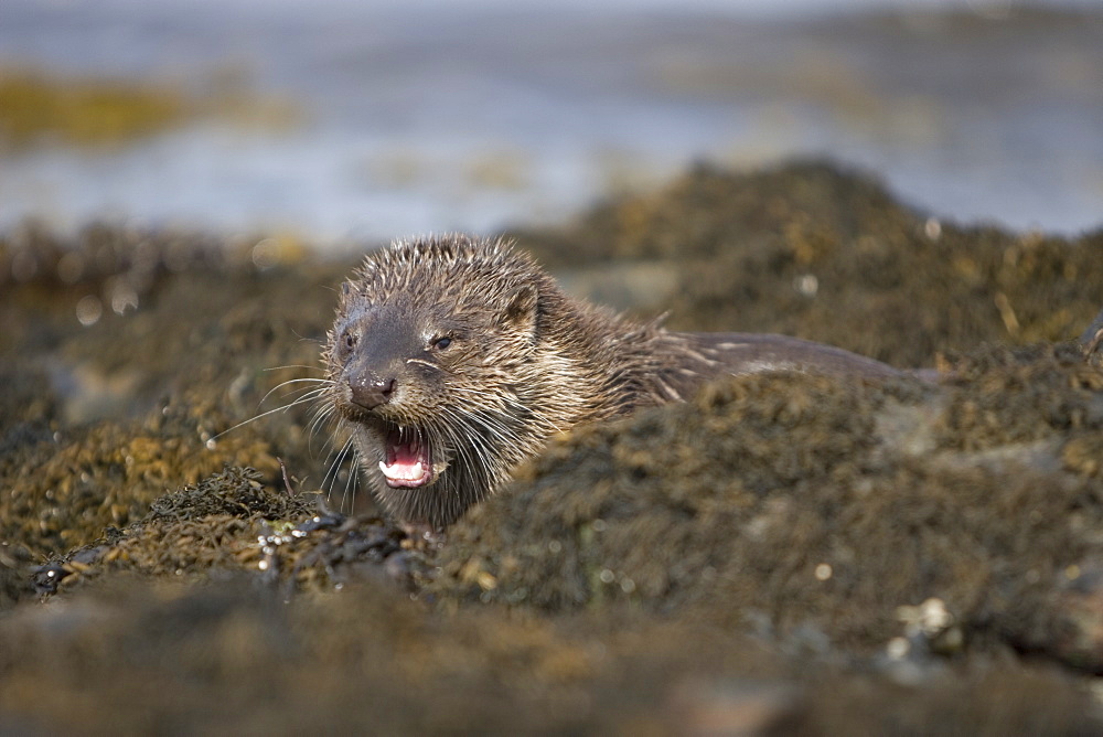 Eurasian river otter (Lutra lutra) resting in the seaweed and rocks.  Otters spend a great deal of time resting, usually close to the water's edge or on rocks just offshore.  This time is spent sleeping and preening fur etc.  Notice the recent injuries sustained by this otter around the head and neck area.  Hebrides, Scotland