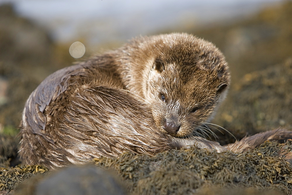 Eurasian river otter (Lutra lutra) resting in the seaweed and rocks.  Otters spend a great deal of time resting, usually close to the water's edge or on rocks just offshore.  This time is spent sleeping and preening fur etc.  Notice the recent injuries sustained by this otter around the head and neck area.  Hebrides, Scotland