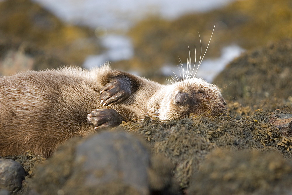 Eurasian river otter (Lutra lutra) resting in the seaweed and rocks.  Otters spend a great deal of time resting, usually close to the water's edge or on rocks just offshore.  This time is spent sleeping and preening fur etc.  Notice the recent injuries sustained by this otter around the head and neck area.  Hebrides, Scotland