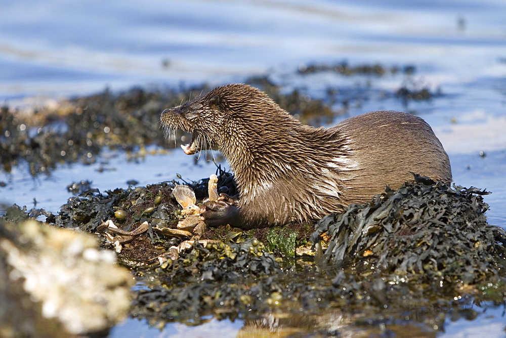 Eurasian river otter (Lutra lutra) eating a large crab.  Large fish and crabs are difficult to constrain and eat in the water so are often brought ashore.  Otters will sometimes swim realtively long distances in order to do so.  Hebrides, Scotland