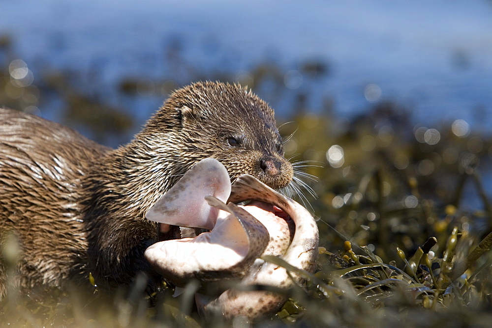 Eurasian river otter (Lutra lutra) eating Greater spotted dogfish (Scyliorhinus stellaris). The otter took only the innards of the dogfish by opening a short section of skin behind the pectoral fin (see images under 'Greater spotted dogfish').  The rest of the fish, still alive, was left on the shore and never retrieved.  Perhaps the tough shark skin and battling fish are too much work when other food is plentiful? Hebrides, Scotland