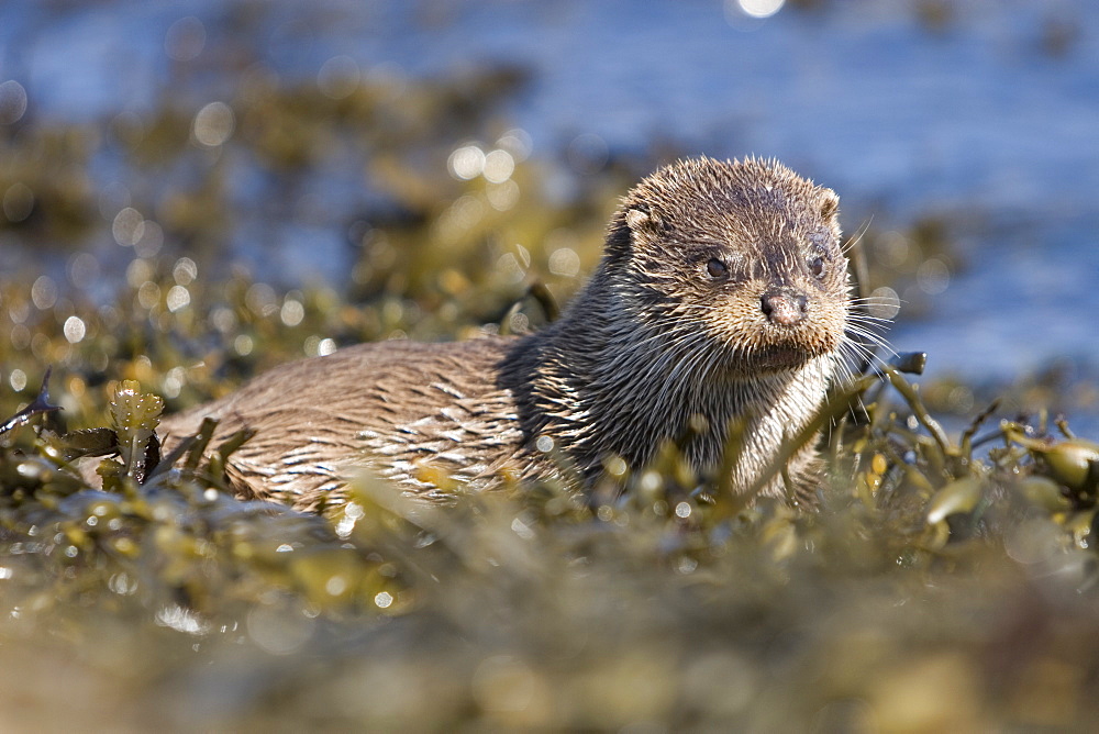 Eurasian river otter (Lutra lutra) having caught Greater spotted dogfish (Scyliorhinus stellaris). The otter took only the innards of the dogfish by opening a short section of skin behind the pectoral fin (see images under 'Greater spotted dogfish').  Hebrides, Scotland   (RR)